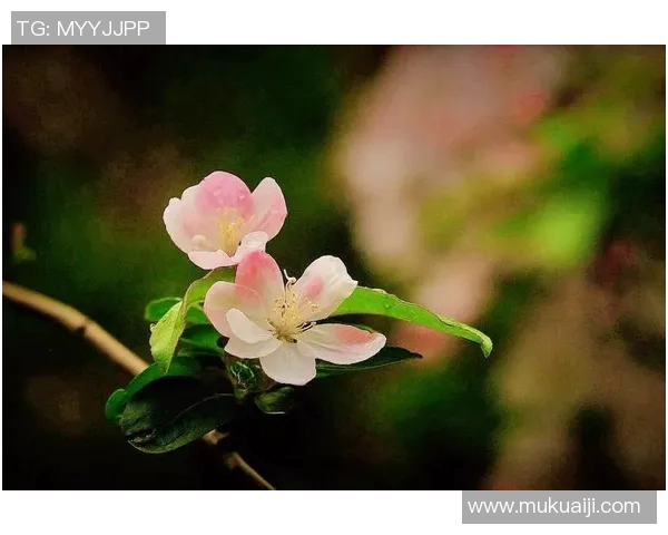 春日绽放PEL花花的魅力与活力,探索春天的无限可能与美好 春日绽放PEL花花的魅力与活力,探索春天的无限可能与美好